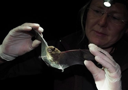 "Just like eating yogurt" - scientists hope to end epidemic in bats | iNFOnews.ca