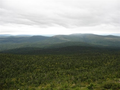 Softwoods in Maritimes to decline due to global warming: federal study | iNFOnews.ca Softwoods in Maritimes to decline due to global warming: federal study | iNFOnews.ca
