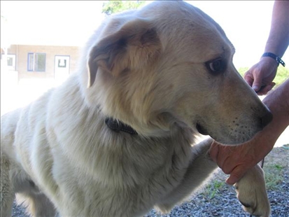 Vernon pets of the Week | iNFOnews.ca Vernon pets of the Week | iNFOnews.ca