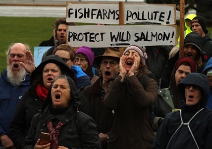 Protesters vow to continue B.C. fish farm protest amid court action | iNFOnews.ca