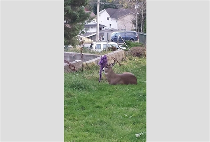 Deer with hammock festooned in antlers wins raves in northwestern B.C. | iNFOnews.ca Deer with hammock festooned in antlers wins raves in northwestern B.C. | iNFOnews.ca