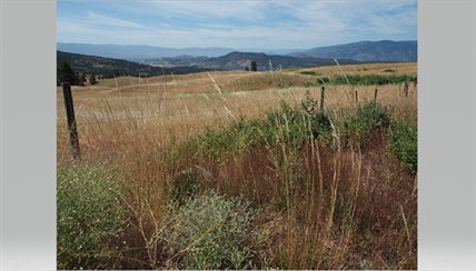 UBC researcher seeks to protect where the wild things walk | iNFOnews.ca