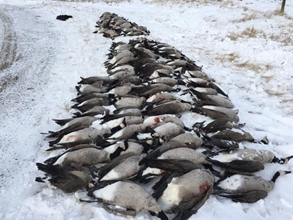 Wildlife officers in Alberta investigate after close to 100 geese found dead | iNFOnews.ca Wildlife officers in Alberta investigate after close to 100 geese found dead | iNFOnews.ca