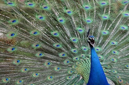 Calgary Zoo peacock bolts during roundup, only to become lion's lunch | iNFOnews.ca