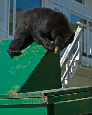 Bad news; bears are back | iNFOnews.ca