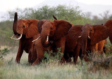 Trump delays new policy on importing elephant parts | iNFOnews.ca