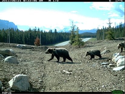 UBC study finds family-friendly overpasses are needed to help grizzly bears | iNFOnews.ca