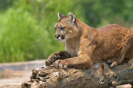Cougar spotted at Scenic Canyon Regional Park | iNFOnews.ca