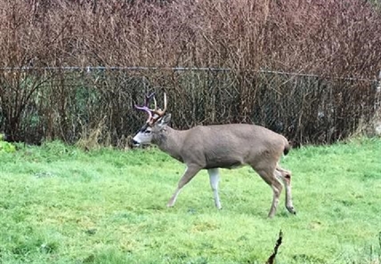 B.C. conservation officers free deer of hammock tangled in antlers | iNFOnews.ca B.C. conservation officers free deer of hammock tangled in antlers | iNFOnews.ca