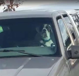 TRENDING NOW: Dog left in truck lays on horn | iNFOnews.ca