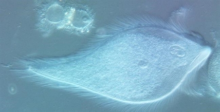 Canadian rock legends Rush inspire names for new termite-dwelling microbes | iNFOnews.ca