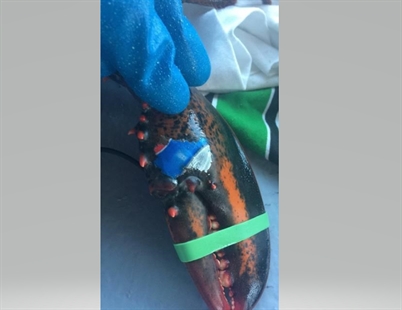 Lobster found off New Brunswick coast with image of Pepsi can on claw | iNFOnews.ca