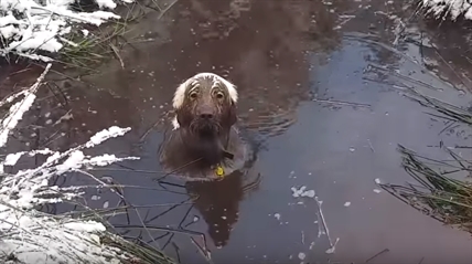 TRENDING NOW: Becoming a chocolate lab | iNFOnews.ca