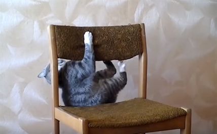 TRENDING NOW: Climbing cats | iNFOnews.ca