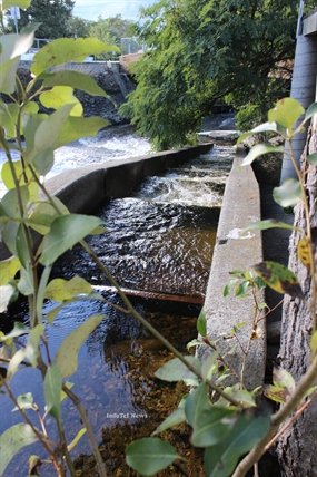 New fish hatchery to restore stream spawn kokanee | iNFOnews.ca