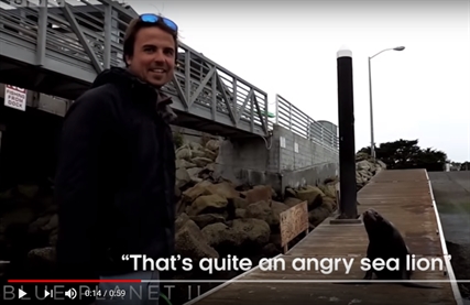 TRENDING NOW: Hilarious sea lion standoff | iNFOnews.ca