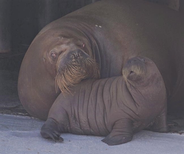 Quebec City aquarium's celebrity baby walruses moving to Vancouver | iNFOnews.ca Quebec City aquarium's celebrity baby walruses moving to Vancouver | iNFOnews.ca