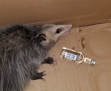 Opossum breaks into liquor store and gets drunk as a skunk | iNFOnews.ca