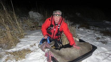 Stranded deer rescued from frozen lake near Kamloops | iNFOnews.ca Stranded deer rescued from frozen lake near Kamloops | iNFOnews.ca