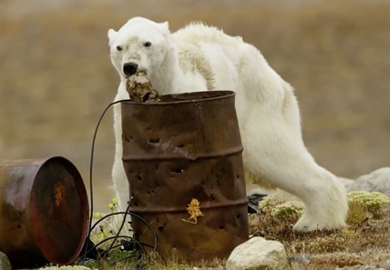 Viral video of starving polar bear likely the product of climate change: expert | iNFOnews.ca Viral video of starving polar bear likely the product of climate change: expert | iNFOnews.ca