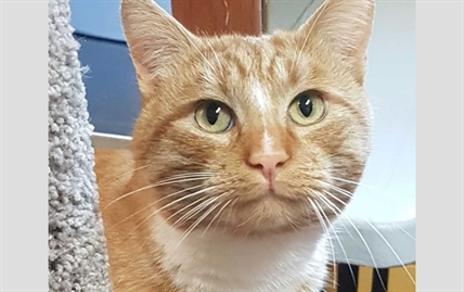 Looking for a forever home; Penticton SPCA pet of the week | iNFOnews.ca
