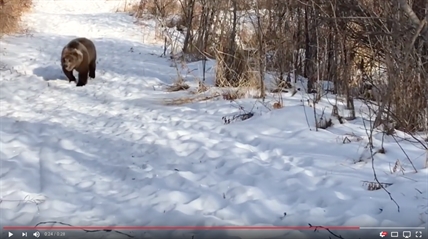 TRENDING NOW: Bear plays like nobody is watching | iNFOnews.ca