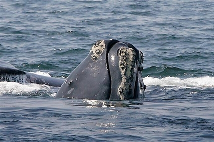 Officials: Right whales, after deadly year, could become extinct | iNFOnews.ca