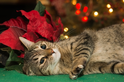 Science Says: Are poinsettias poisonous? Some holiday truths | iNFOnews.ca Science Says: Are poinsettias poisonous? Some holiday truths | iNFOnews.ca