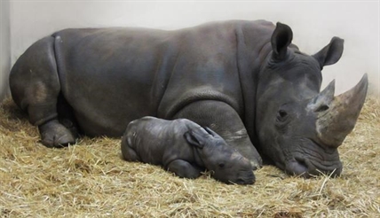 VIDEO: First white rhinoceros born at Toronto Zoo in 27 years has "very hairy ears" | iNFOnews.ca VIDEO: First white rhinoceros born at Toronto Zoo in 27 years has "very hairy ears" | iNFOnews.ca