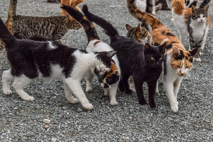 New report says some progress on reducing cat overpopulation, but not enough | iNFOnews.ca New report says some progress on reducing cat overpopulation, but not enough | iNFOnews.ca