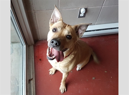 Looking for a forever home; Penticton SPCA pet of the week | iNFOnews.ca