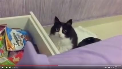 TRENDING NOW: Adorable cat wants treats | iNFOnews.ca