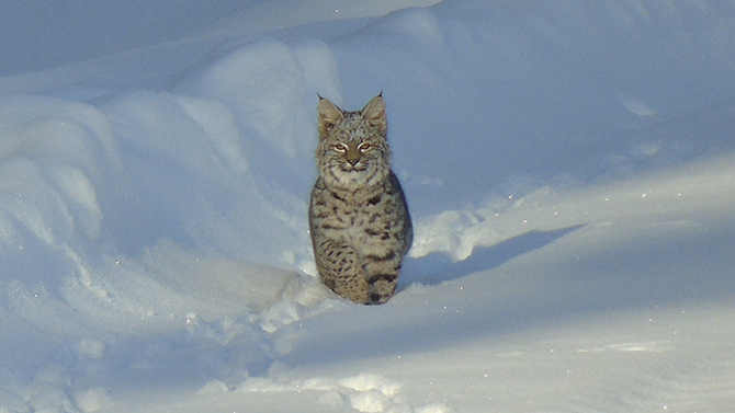 Anarchist Mountain photographer captures images of bobcat in the wild | iNFOnews.ca
