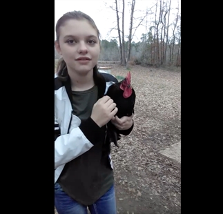 TRENDING NOW: This rooster is exceptionally devoted to his human | iNFOnews.ca