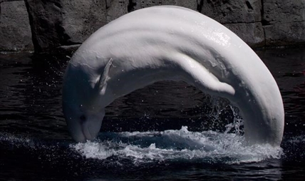 Whales, dolphins will no longer be displayed at Vancouver Aquarium | iNFOnews.ca Whales, dolphins will no longer be displayed at Vancouver Aquarium | iNFOnews.ca