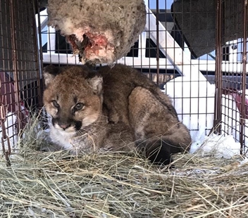 Orphaned cougar in B.C.'s Interior recovers from frostbite and hunger | iNFOnews.ca Orphaned cougar in B.C.'s Interior recovers from frostbite and hunger | iNFOnews.ca
