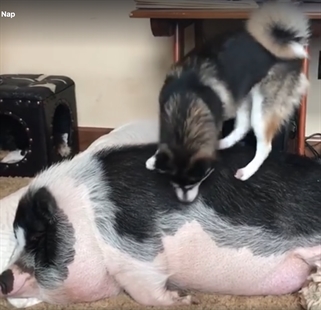 TRENDING NOW: Playtime has begun whether you're up or not | iNFOnews.ca