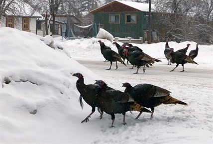 Troublesome wild turkeys ruffle feathers in southeastern B.C. community | iNFOnews.ca