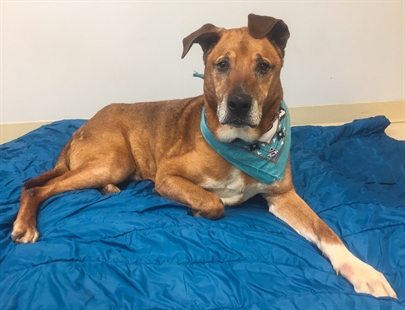 Looking for a forever home; Kamloops SPCA pet of the week | iNFOnews.ca Looking for a forever home; Kamloops SPCA pet of the week | iNFOnews.ca