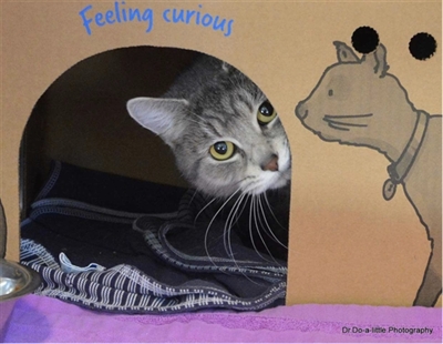 Looking for a forever home; Penticton SPCA pet of the week | iNFOnews.ca Looking for a forever home; Penticton SPCA pet of the week | iNFOnews.ca