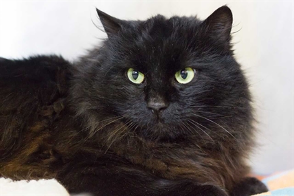 Looking for a forever home; Vernon SPCA pet of the week | iNFOnews.ca Looking for a forever home; Vernon SPCA pet of the week | iNFOnews.ca