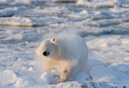 Federal Species At Risk Act failing to protect biodiversity: study | iNFOnews.ca Federal Species At Risk Act failing to protect biodiversity: study | iNFOnews.ca