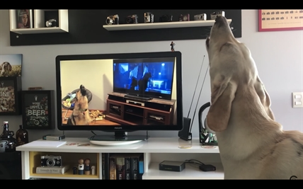 TRENDING NOW: Cartoon dogs converse with real life dogs | iNFOnews.ca TRENDING NOW: Cartoon dogs converse with real life dogs | iNFOnews.ca