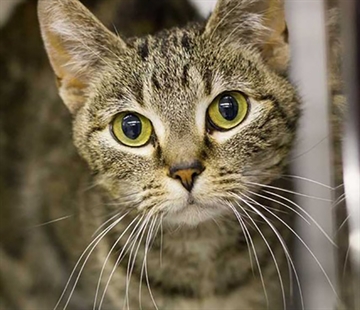 Looking for a forever home; Vernon SPCA pet of the week | iNFOnews.ca Looking for a forever home; Vernon SPCA pet of the week | iNFOnews.ca