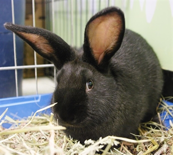 Looking for a forever home; Kamloops SPCA pet of the week | iNFOnews.ca Looking for a forever home; Kamloops SPCA pet of the week | iNFOnews.ca