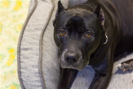 Looking for a forever home; Penticton SPCA pet of the week | iNFOnews.ca Looking for a forever home; Penticton SPCA pet of the week | iNFOnews.ca