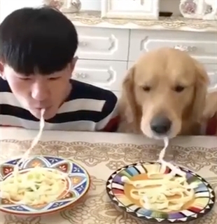 TRENDING NOW: Man vs. dogs in noodle-eating race | iNFOnews.ca
