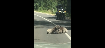 TRENDING NOW: Koala fight in the middle of the road | iNFOnews.ca TRENDING NOW: Koala fight in the middle of the road | iNFOnews.ca