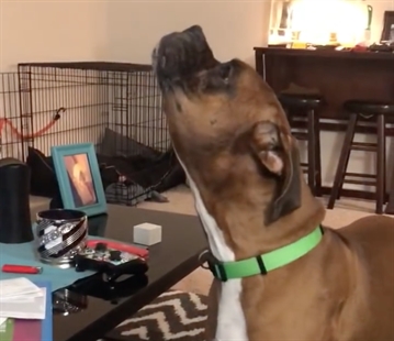 TRENDING NOW: Adorable boxer howls along to John Legend | iNFOnews.ca