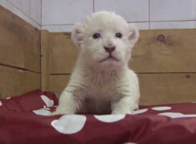 White lion cub is beyond cute | iNFOnews.ca